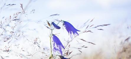 lila klokken in de veld, tegen de achtergrond van de verrot gras foto