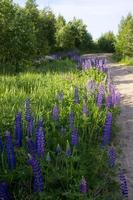 dichtbij omhoog van lupine bloemen in lichten van de avond zon. foto