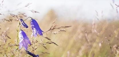 lila klokken in de veld, tegen de achtergrond van de verrot gras foto