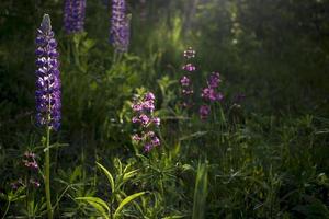 dichtbij omhoog van lupine bloemen in lichten van de avond zon. foto