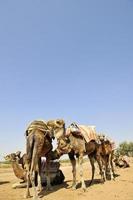 visie van kamelen foto