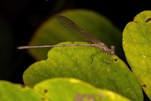 adul rubyspot waterjuffer insect foto