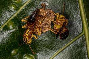 volwassen papieren wespen met lange taille foto