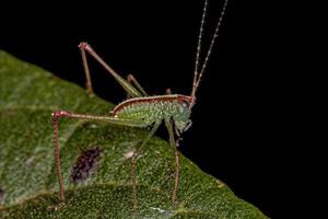 blad katydid nimf foto