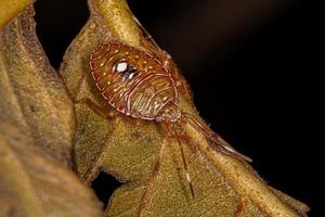 stink bug nimf foto