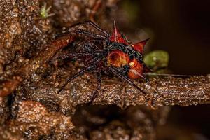 volwassen vrouw orbweaver foto