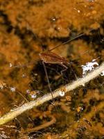 klein water strider foto