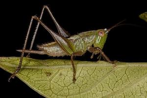 blad katydid nimf foto