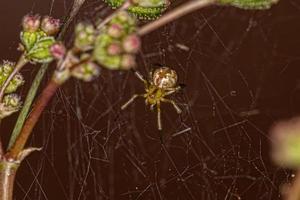 klein mannetje spinneweb spin foto