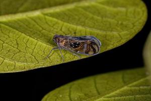 volwassen kleine planthopper insect foto