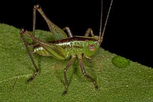 kleine weide katydid nimf foto