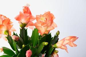 bloeiend Kerstmis cactus - macro focus stapelen foto