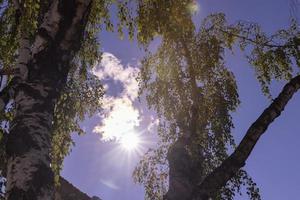 hoog berk boom in zomer foto