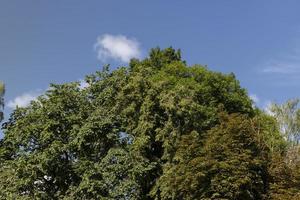 een verscheidenheid van bomen groeit in de park foto