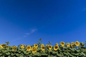 mooi bloeiend geel zonnebloemen in de zomer foto