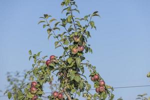 appel oogst in de appel boomgaard foto