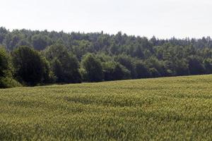 een agrarisch veld- waar rijpen ontbijtgranen tarwe groeit foto