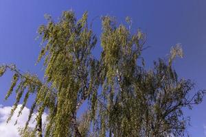 hoog berk boom in zomer foto