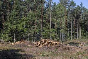 ontbossing voor hout oogsten , Woud foto