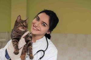 dierenkliniek. vrouwelijk doktersportret in het dierenziekenhuis met schattige zieke kat foto