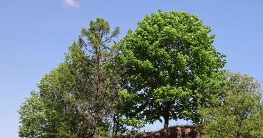 bomen groeit Aan een heuvel in winderig weer foto