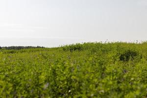 veld- met gras voor oogsten voer voor koeien foto