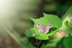 zacht focus en vervagen vlinder zittend Aan de groen blad foto