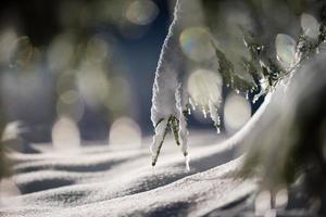 boom bedekt met verse sneeuw in de winternacht foto