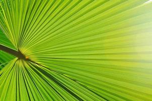 palm blad achtergrond foto