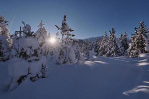 winter zonsopkomst met vers sneeuw gedekt Woud en bergen foto