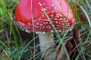 rood giftig paddestoel amanita muscaria bekend net zo de vlieg agaric of vlieg amanita in groen gras. foto