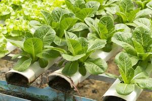 biologische hydrocultuur groenteteelt boerderij foto