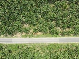 palm plantage en weg antenne visie foto