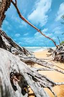 dood boom Bij mooi strand foto