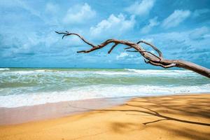 dood boom Bij mooi strand foto