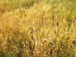 detailopname tarwe veld- in zonlicht foto