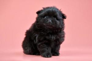 Pommeren spitz puppy op roze achtergrond foto