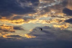 silhouet van natuurlijk wit ooievaar in vlucht tegen een verbazingwekkend kleurrijk lucht foto