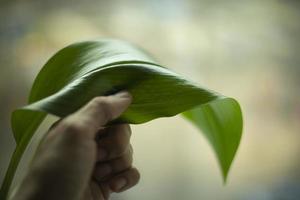 hand- houdt groen blad van fabriek. kamerplant. foto