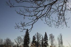 bomen in park. natuur in winter. foto