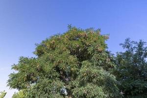 bladverliezend bomen met groen gebladerte in zomer foto