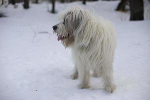 hond is buiten in winter. wit jas van hond. foto