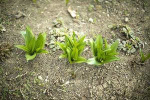 zaailingen in tuin in de lente. groen spruiten in tuin. foto