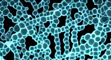 bacterie en virussen Aan oppervlakte van huid, slijm- membraan of darm, model- van meer, hiv, griep, escherichia coli, salmonella, klebsiella, legionella, mycobacterium tuberculose, model- van microben foto