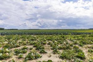 agrarisch veld- waar kool is gegroeid in kool foto