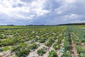 agrarisch veld- waar kool is gegroeid in kool foto