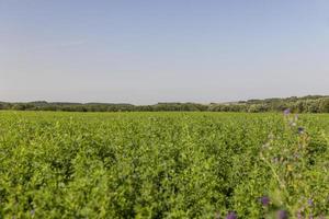 veld- met gras voor oogsten voer voor koeien foto