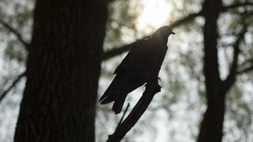 duif Aan Afdeling. silhouet van vogel Aan boom. vogel in park. foto