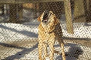 hond is achter bars. kennel voor honden. foto