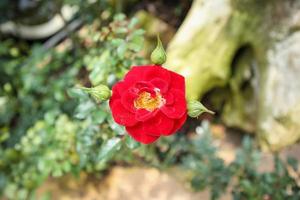 mooie verse natuurlijke rode wilde rozen in bloementuin foto